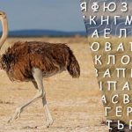 فقط افراد با ضریب هوشی بالا کلمه شترمرغ را در 10 ثانیه پیدا می کنند: یک پازل پیچیده فقط افراد با ضریب هوشی بالا کلمه شترمرغ را در