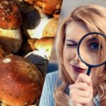 فقط افرادی با بهره هوشی فوق العاده قدرتمند در 15 ثانیه سنگی را در میان قارچ ها می بینند: یک توهم نوری نفس گیر فقط افرادی با بهره هوشی فوق العاده قدرتمند در 15