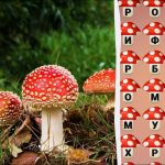 شما باید کلمه "fly agaric" را در 8 ثانیه پیدا کنید: یک تست ساده برای بررسی سطح IQ شما شما باید کلمه “fly agaric” را در 8 ثانیه پیدا