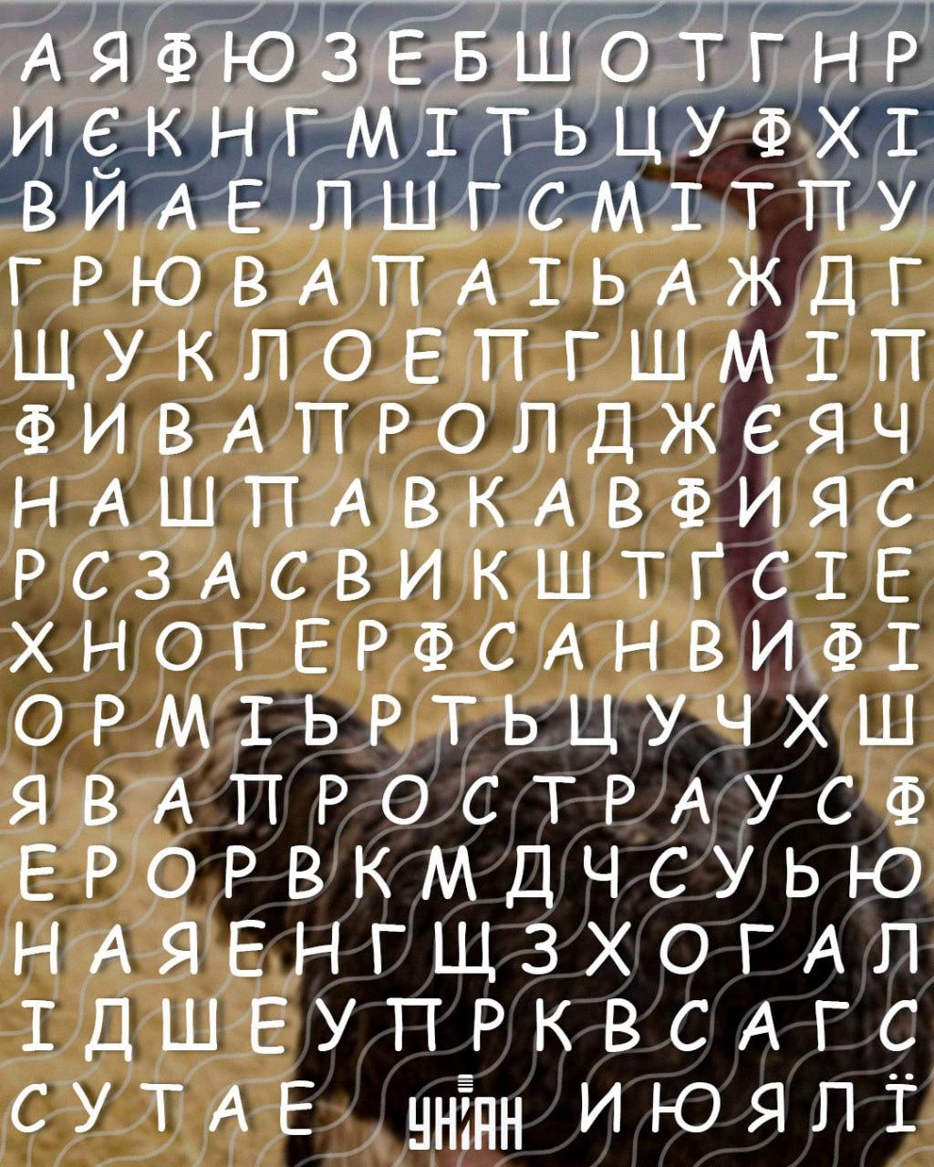 فقط افراد با ضریب هوشی بالا کلمه شترمرغ را در 10 ثانیه پیدا می کنند: یک پازل پیچیده فقط افراد با ضریب هوشی بالا کلمه شترمرغ را در 10 ثانیه پیدا می کنند: یک پازل پیچیده