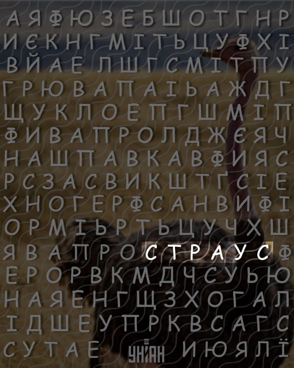 فقط افراد با ضریب هوشی بالا کلمه شترمرغ را در 10 ثانیه پیدا می کنند: یک پازل پیچیده فقط افراد با ضریب هوشی بالا کلمه شترمرغ را در 10 ثانیه پیدا می کنند: یک پازل پیچیده