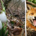 توهم نوری نشان می دهد که چه ضریب هوشی دارید: باید در 9 ثانیه یک روباه را در جنگل پیدا کنید. توهم نوری نشان می دهد که چه ضریب هوشی دارید: