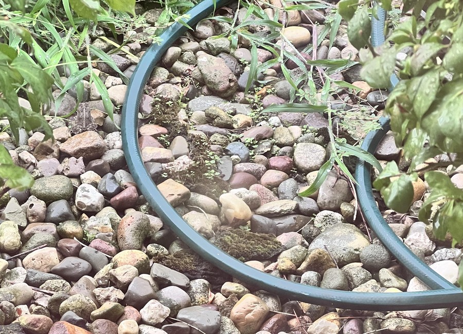 توهم نوری: قورباغه پنهان را پیدا کنید