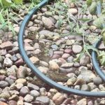 تست هوش جالب: سعی کنید قورباغه پنهان را فقط در 5 ثانیه پیدا کنید تست هوش جالب: سعی کنید قورباغه پنهان را فقط در