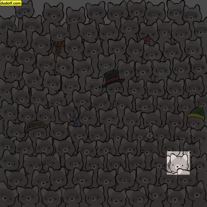 یک پازل برای نابغه های واقعی: در 15 ثانیه گربه را در میان راکون ها پیدا کنید