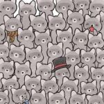 یک پازل برای نابغه های واقعی: در 15 ثانیه گربه را در میان راکون ها پیدا کنید یک پازل برای نابغه های واقعی: در 15 ثانیه گربه