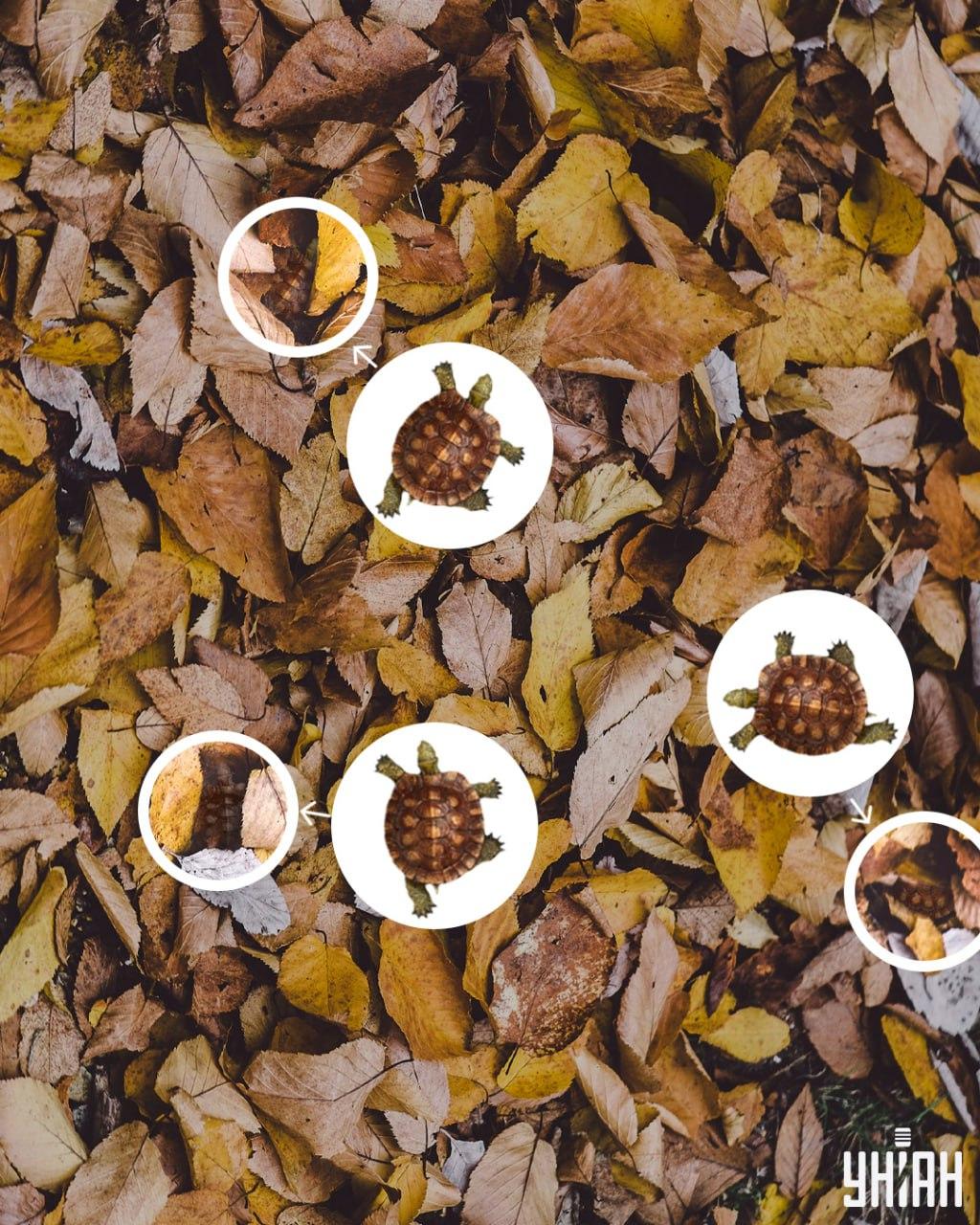 پوسته لاک پشت را می توان به راحتی با برگ های زرد / کولاژ Moje اشتباه گرفت