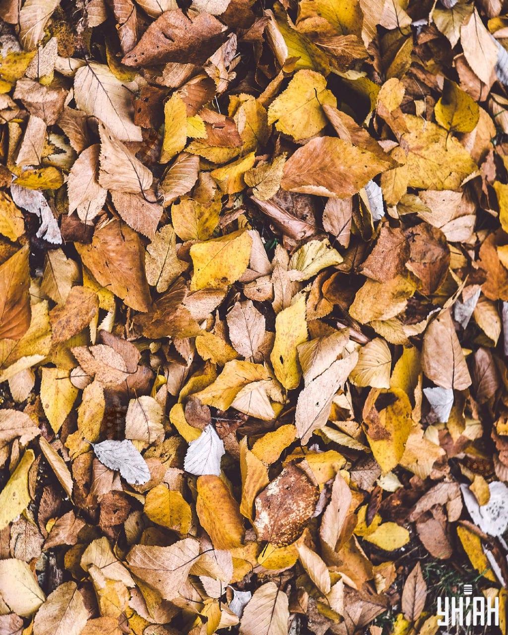 ما باید لاک پشت ها را در میان برگ ها پیدا کنیم / کولاژ Moje