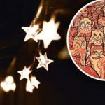 توهم نوری برای افراد با دید عقاب: شما باید یک ستاره در میان گربه ها پیدا کنید توهم نوری برای افراد با دید عقاب: شما باید یک