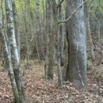 Rebus برای کسانی که بینایی عالی دارند: شما باید یک گوزن را در 5 ثانیه پیدا کنید Rebus برای کسانی که بینایی عالی دارند: شما باید یک